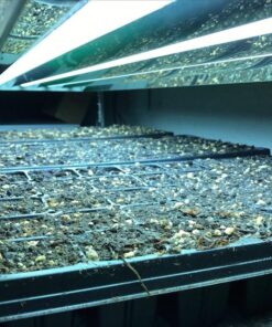 Hydrofarm FLT44 System 4' Fluorescent Grow Light, 1 Count (Pack of 1), White 4 Tubes 4-Feet 25 612uIW7BqWL