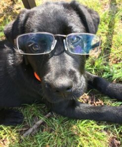 Petrainer Training Collar for Dogs - Waterproof Rechargeable Dog Training E-Collar with 3 Safe Correction Remote Training Modes, Static, Vibration, Beep for Dogs Small, Medium, Large 46 612v1KgIVYL