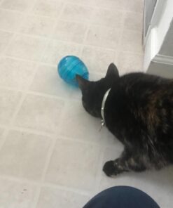 PetSafe Cat Egg-Cersizer Interactive Toy and Meal Dispenser, Use with Food or Treats - PTY00-13747,Blues & Purples Pack of 1 21 612xW4EKklL