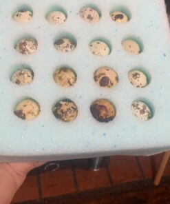 12 Large Fertile Hatching Coturnix Quail Eggs 31 612yG zpE7L