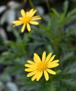 Nikon AF-S NIKKOR 35mm f/1.8G ED Fixed Zoom Lens with Auto Focus for Nikon DSLR Cameras Lens Only Standard Packaging 60 6134JM9nTnL