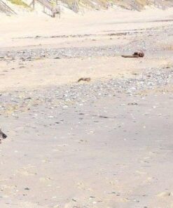 Advantage II Medium Dog Vet-Recommended Flea Treatment & Prevention | Dogs 11-20 lbs. | 6-Month Supply 6-Pack 32 6135 j4 J7L