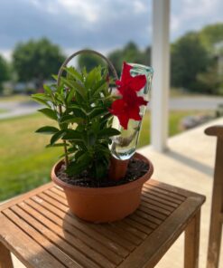 REMIAWY Plant Watering Devices 6 Pack Terracotta Vacation Plant Waterer Wine Bottle Watering Stakes Slow Release Plant Watering Spikes Perfect Self Watering Devices for Indoor Outdoor Plants 36 613G3cvYXL