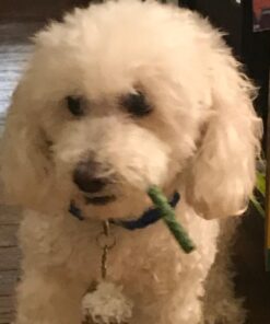 Dingo Tartar And Breath Dental Sticks For All Dogs, 48-Count 48 Count (Pack of 1) 32 613G7LcLc0L