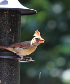 Perky-Pet 325S Panorama Bird Feeder 35 613NLYQ2EzL