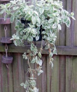 Quick Clone Gel - Most Advanced Cloning Gel for Faster, Healthier, Stronger Rooting Clones. (75mL) 14 613P9Zns rL