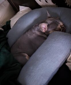 Pharmedoc Pregnancy Pillows, U-Shape Full Body Pillow – Cooling Cover Grey – Pregnancy Pillows for Sleeping – Body Pillows for Adults, Maternity Pillow and Pregnancy Must Haves Grey Cooling Cover 29 613PCjz n2L