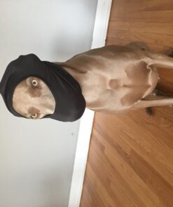 SUNLAND Black Balaclava Motorcycle Cycling Bike Bandana Hiking Skateboard Head Sock Large 32 613QZvaFYuL