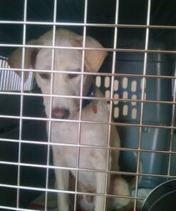 Petmate Sky Kennel Pet Carrier, 36 Inch, Made in USA 36.0"L x 25.0"W x 27.0"H 61 613VQ2tyeCL