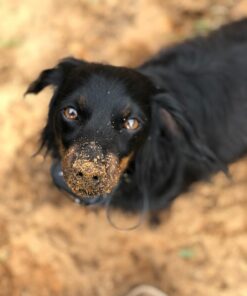 Petrainer Training Collar for Dogs - Waterproof Rechargeable Dog Training E-Collar with 3 Safe Correction Remote Training Modes, Static, Vibration, Beep for Dogs Small, Medium, Large 39 613XqDnD TL