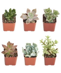 Shop Succulents | Unique Collection of Live Succulent Plants, Hand Selected Variety Pack of Mini Succulents | Collection of 12 6-Pack 33 613ZMWGdzgL