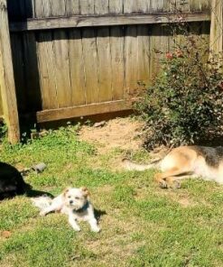 Cutter Backyard Bug Control Spray Concentrate, Mosquito Repellent, Kills Mosquitoes, Fleas & Listed Ants, 32 fl Ounce 1 Pack 35 613dtEZ6nWL