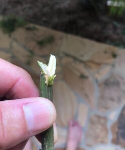 BLACK+DECKER 20V MAX Cordless Hedge Trimmer, 22 Inch Steel Blade, Reduced Vibration, Battery and Charger Included (LHT2220), Orange 42 613emrE4XuL