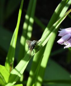 Nikon D500 DX-Format Digital SLR with 16-80mm ED VR Lens Black 54 613klJNr2cL