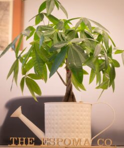 Espoma Organic 8 Ounce Concentrated Indoor! Plant Food - Indoor Plant Fertilizer for Large & Small Plants Like Pothos, Fiddle Leaf Fig, Monstera, Snake & Palms 32 613pF3kV95L 4