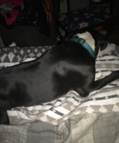 DII California Casual, Colby Southwest Woven Throw, Dark Brown & Stone, 50x60 50x60" 27 613s8sCvPiL 1