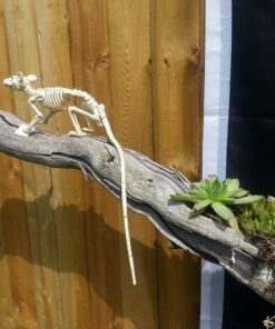 Crazy Bonez Skeleton - Rat Bonez 32 613zu6k54cL