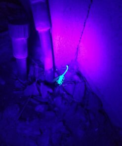 TERRO Scorpion Killer Aerosol Spray T2101 1 Pack 41 614 xp7ptpL