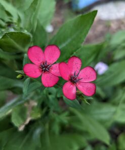 Eden Brothers All Perennial Wildflower Mixed Seeds for Planting, 1/4 lb, 120,000+ Seeds with Lupine, Shasta Daisy | Attracts Pollinators, Plant in Spring or Fall, Zones 3, 4, 5, 6, 7, 8, 9, 10 1/4 Pound 55 6149pIx6GjL