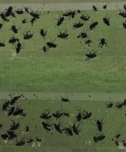 Window Fly Traps by Catchmaster - 48 Count, Ready to Use Indoors. Insect, Bugs, Fly & Fruit Fly Glue Adhesive Sticky Paper - Waterproof Easy Application Ready Disposable Non-Toxic 48 Traps 28 614BgxYLdYL