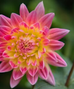 Nikon D750 w/ 24-120mm Lens 53 614DbDAd10L