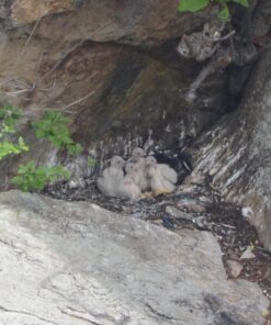 Sigma 150-600mm F5-6.3 DG OS HSM Zoom Lens Contemporary for Nikon DSLR Cameras (745-306) with Sigma USB Dock for Nikon Lens & Sandisk Extreme 32GB Professional SDHC Class 10 UHS-II Memory Card 9 614HuaxHZ L