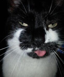 FELINE GREENIES Natural Dental Care Cat Treats Oven Roasted Chicken Flavor, 5.5 oz. Pack 36 614RTXwmw9L