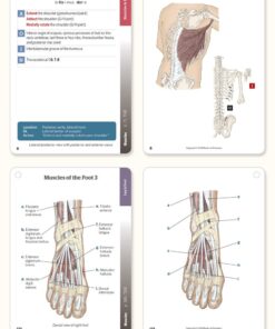 Trail Guide to the Body Flashcards, Vol 2: Muscles of the Body Cards 11 614Z nNT0L