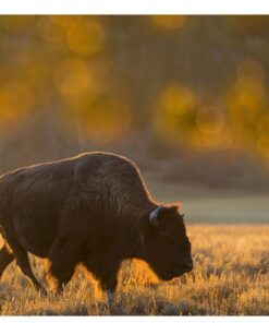 Alternative view of Tamron SP 150-600mm F/5-6.3 Di VC USD for Canon DSLR Cameras (Tamron 6 Year Limited USA Warranty) Lens Only
