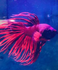 API General Cure Freshwater and Saltwater Fish Powder Medication 10-Count Box 1 23 614kGPQzGDL