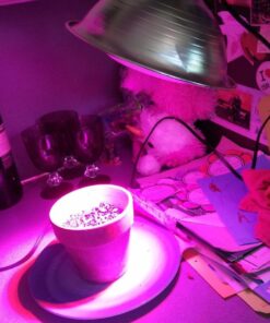 Indoor LED Grow Light Bulbs w/ Clamp Reflector (12W) Efficient Greenhouse Red & Blue Hydroponics Lighting | Produce Healthier Plants, Herbs, Flowers 30 614n4lKK6L 1