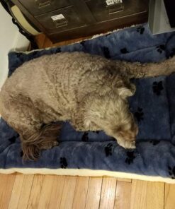 MidWest Homes for Pets Reversible Paw Print Pet Bed in Blue / White, Dog Bed Measures 40L x 26W x 3.5H for Large Dogs, Machine Wash 40.0"L x 26.0"W x 3.5"Th 33 614vV59YOL