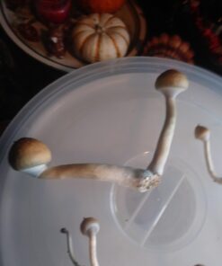 Brown Rice Flour Mushroom Substrate Grow Bag 9 614wwAyfqEL