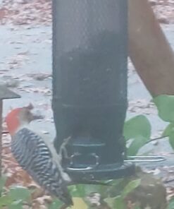 Squirrel Buster Legacy Squirrel-proof Bird Feeder w/4 Metal Perches, 2.6-pound Seed Capacity garden green 34 615 vu q9dL