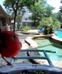 NETVUE Birdfy Lite - Smart Bird Feeder with Camera Solar Powered, Bird Watching Camera Wireless, Auto Capture Bird Videos & Motion Detection, Ideal Gift for Christmas Blue 39 6151u1ZE0ZL