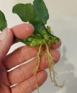 Anubias Barteri Coin Leaves Live Aquarium Plants Freshwater Rhizome 3 Days Live Guaranteed by Mainam 32 6154YD0at8L