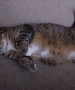 Purina Friskies Gravy Wet Cat Food Variety Pack, Poultry Shreds, Meaty Bits & Prime Filets - (32) 5.5 oz. Cans 35 61550JxCWsL