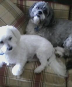 Milk-Bone Soft and Chewy Chicken 12 Vitamins and Minerals Recipe Healthy and Delicious Dog Snacks - 37 Ounces 18 6156Irw8dPL