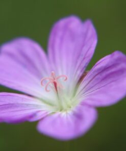 58MM Complete Lens Filter Accessory Kit (UV, CPL, ND4, ND2, ND4, ND8 and Macro Lens Set) for Canon EOS 70D 77D 80D 90D Rebel T8i T7 T7i T6i T6s T6 SL2 SL3 DSLR Cameras 58MM 61 615Cy8Yg KL