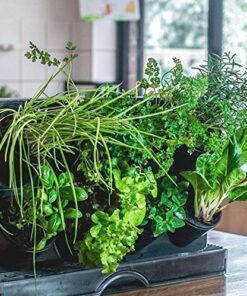 Watex Countertop Garden Kit, Black, Indoor Garden 16 615E1KriBHL