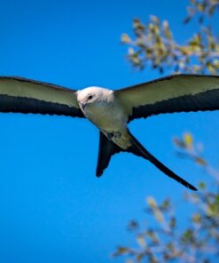 Nikon D500 DX-Format Digital SLR (Body Only), Base 97 615O6J3FjzL