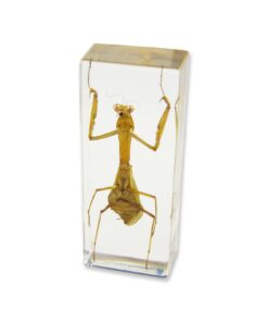 REALBUG Praying Mantis Paperweight (1 5/8 x 4 3/8 x 1 1/8") 10 615P1u8oKcL