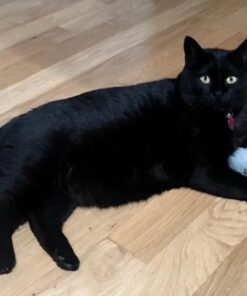 SmartyKat Scratch Up Corrugated Hanging Cat Scratcher, Catnip Infusion Technology - Brown, Single Wide Scratch Up (Catnip Infused) Single Pack 36 615Pofn7GL