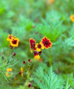 Eden Brothers Southeast Wildflower Mixed Seeds for Planting, 1 lb, 480,000+ Seeds with Cornflower, Blanket Flower | Attracts Pollinators, Plant in Spring or Fall, Zones 3, 4, 5, 6, 7, 8, 9, 10 1 Pound 40 615Y7SadtTL