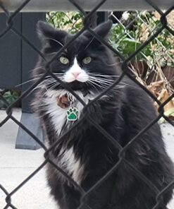 Purina Friskies Gravy Wet Cat Food Variety Pack, Tasty Treasures Prime Filets - 5.5 Ounce (Pack of 12) 5.5 Ounce (Pack of 12) 25 615Z 42bcL 1