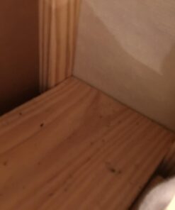 EcoRaider Bed Bug Killer Spray 1 Gallon Jug, Green + Non-Toxic, 100% Kill + Extended Protection 32 615ageQZtL