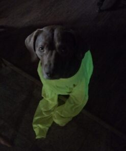 Grannick's Bitter Apple for Dogs Spray Bottle, 16 Ounces, Golds & Yellows (1116AT) 16 Ounces (Pack of 1) 47 615hNVK0gkL