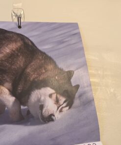 Command Small Wire Toggle Hooks, Damage Free Hanging Wall Hooks with Adhesive Strips, No Tools Wall Hooks for Hanging Christmas Decorations, 10 Clear Hooks and 12 Command Strips 10 Hooks 39 615kOudvZWL