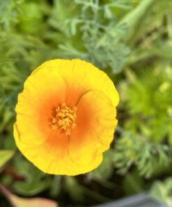 Hummingbird Nectar Wildflower Seeds Bulk Open-Pollinated Wildflower Seed Mix Packet, Non-GMO, No Fillers, Annual, Perennial Wildflower Seeds Year Round Planting - 1 oz 64 615l04nFnxL