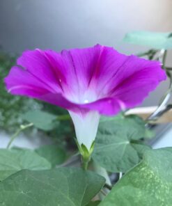 Flower Morning Glory Top of The Morning FBA-7776 (Multi) 50 Non-GMO, Heirloom Seeds 26 615n0AjiMqL